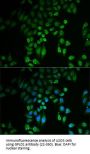 GPLD1 Antibody