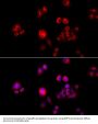 HSPH1 Antibody