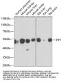 IHH Antibody