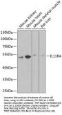 IL11RA Antibody
