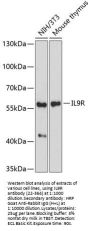 IL9R Antibody