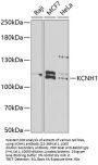 KCNH1 Antibody