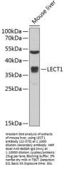 LECT1 Antibody