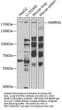 MMRN1 Antibody