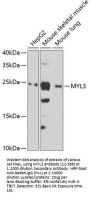 MYL3 Antibody