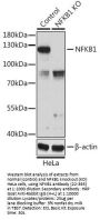 NFKB1 Antibody, KO Validated
