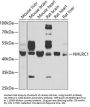 NHLRC1 Antibody