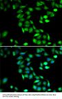 PDCD6 Antibody
