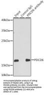 PDCD6 Antibody