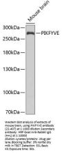 PIKFYVE Antibody