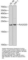 PLA2G2D Antibody