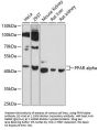 PPAR alpha Antibody