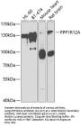 PPP1R12A Antibody