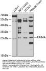 RAB4A Antibody