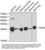 RALB Antibody