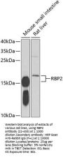 RBP2 Antibody