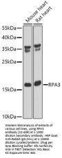 RPA3 Antibody