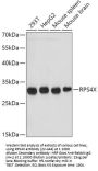 RPS4X Antibody