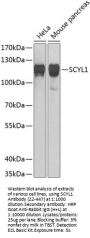 SCYL1 Antibody