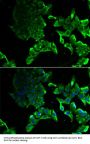 SCYL1 Antibody