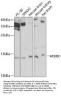 MSRB1 Antibody