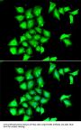 MSRB1 Antibody