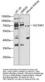 SLC34A1 Antibody