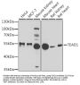 TEAD1 Antibody