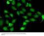 TEAD1 Antibody
