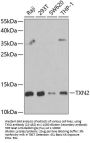 TXN2 Antibody