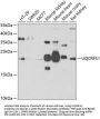 UQCRFS1 Antibody