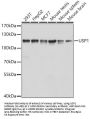 USP1 Antibody