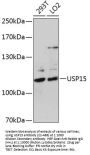 USP15 Antibody