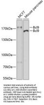 Bcl9 Antibody