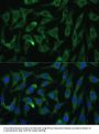 EIF2C2 Antibody