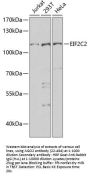 EIF2C2 Antibody