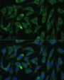 EIF2C2 Antibody