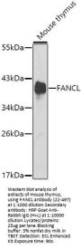 FANCL Antibody