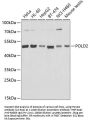 POLD2 Antibody