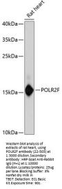POLR2F Antibody
