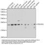 POLR2G Antibody
