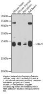 UBE2T Antibody