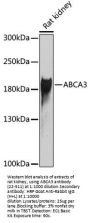 ABCA3 Antibody