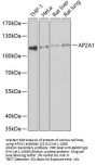 AP2A1 Antibody