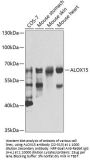 ALOX15 Antibody