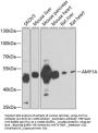 AMY1A Antibody