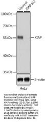 XIAP Antibody, KO Validated