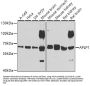 APLP1 Antibody