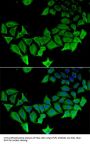 APLP1 Antibody