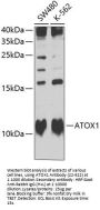 ATOX1 Antibody